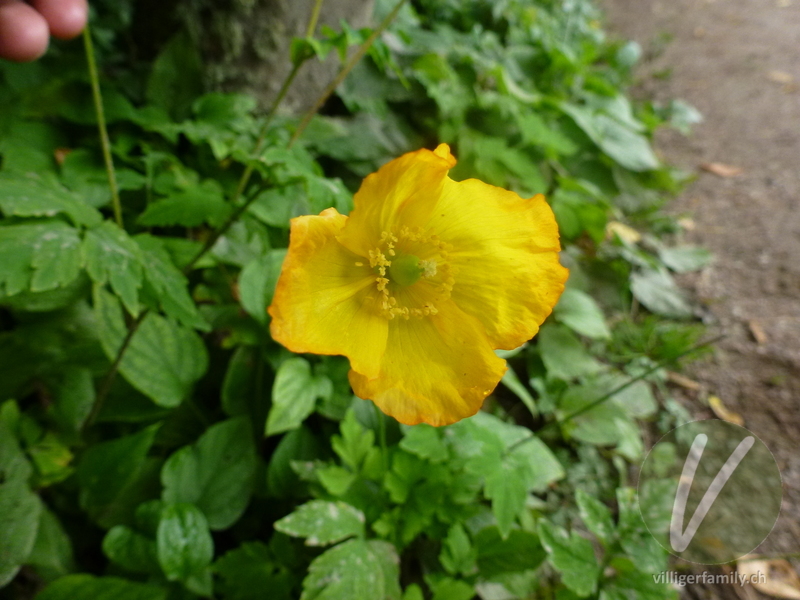 Kambrischer Scheinmohn: Übersicht